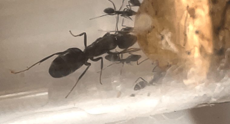 EXTREMELY HEALTHY Iridomyrmex bicknelli founding colony with 15+ workers FOR SALE!! (PRICE NEGOTIABLE)